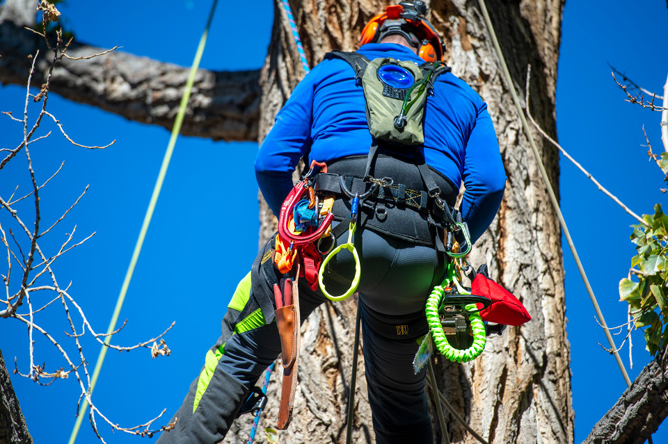 Weaver-Cougar Saddle - Image 4
